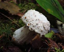 Attēlu rezultāti vaicājumam “Hypomyces chrysospermus”