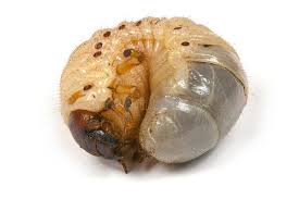 Attēlu rezultāti vaicājumam “Oryctes nasicornis larva”