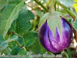 Afbeeldingsresultaat voor bianca a uovo eggplant