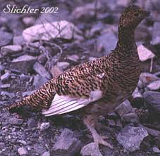 Attēlu rezultāti vaicājumam “Lagopus lagopus female”