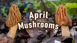 Attēlu rezultāti vaicājumam “Verpa bohemica”