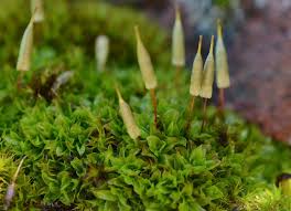 Attēlu rezultāti vaicājumam “Encalypta”