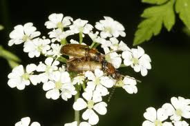 Attēlu rezultāti vaicājumam “Orsodacne cerasi”