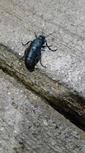 Attēlu rezultāti vaicājumam “Meloe sp. imago”