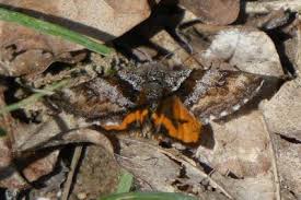 Attēlu rezultāti vaicājumam “Boudinotiana notha”