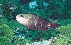 Image result for Chlorurus sordidus