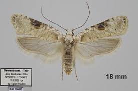 Attēlu rezultāti vaicājumam “Agonopterix alstromeriana”