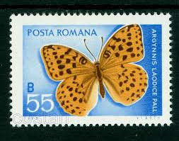 Attēlu rezultāti vaicājumam “Argynnis laodice female”