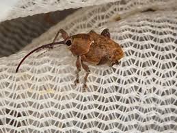 Attēlu rezultāti vaicājumam “Curculio venosus”