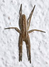 Attēlu rezultāti vaicājumam “Tibellus oblongus”