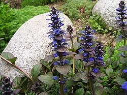 Attēlu rezultāti vaicājumam “Ajuga genevensis”