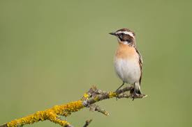 Attēlu rezultāti vaicājumam “Saxicola rubetra adult”