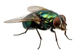 Attēlu rezultāti vaicājumam “Musca domestica”