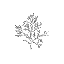Attēlu rezultāti vaicājumam “Artemisia absinthium leaf”