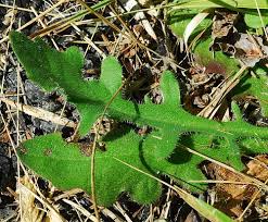 Attēlu rezultāti vaicājumam “Hypochaeris radicata”