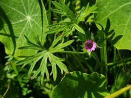 Attēlu rezultāti vaicājumam “Geranium dissectum”