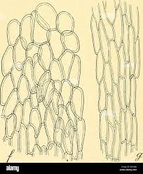 Attēlu rezultāti vaicājumam “Puccinia agrostidis”