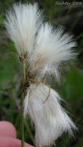 Attēlu rezultāti vaicājumam “Eriophorum angustifolium”