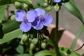 Attēlu rezultāti vaicājumam “Tradescantia virginiana”