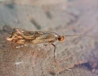 Attēlu rezultāti vaicājumam “Epermenia falciformis”