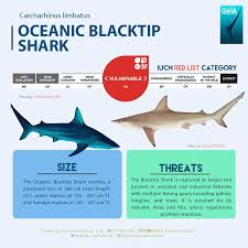 Image result for Carcharhinus limbatus