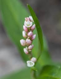 Attēlu rezultāti vaicājumam “Persicaria maculosa flower”
