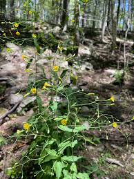 Attēlu rezultāti vaicājumam “Hieracium umbellatum bud”