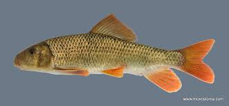 Image result for Moxostoma macrolepidotum