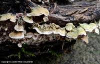 Attēlu rezultāti vaicājumam “Steccherinum bourdotii”