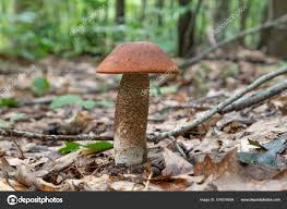 Attēlu rezultāti vaicājumam “Leccinum aurantiacum”