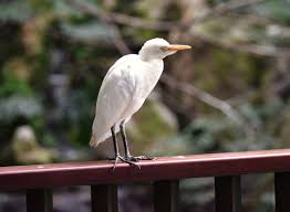Attēlu rezultāti vaicājumam “Bubulcus ibis”