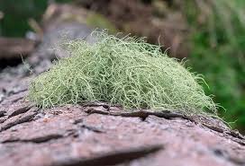 Attēlu rezultāti vaicājumam “Usnea subfloridana”