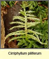 Attēlu rezultāti vaicājumam “Cirriphyllum piliferum”