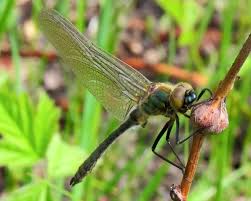 Attēlu rezultāti vaicājumam “Cordulia aenea”