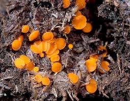 Attēlu rezultāti vaicājumam “Cheilymenia stercorea”