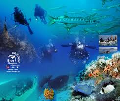 Image result for Belfairs Dolphins Snorkelling Club