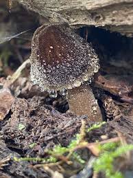 Attēlu rezultāti vaicājumam “Pluteus umbrosus”