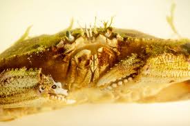 Image result for Metacarcinus magister