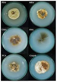 Attēlu rezultāti vaicājumam “Cribraria martinii spores”