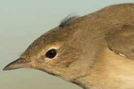 Attēlu rezultāti vaicājumam “Sylvia borin”