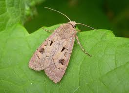 Attēlu rezultāti vaicājumam “Agrotis exclamationis”