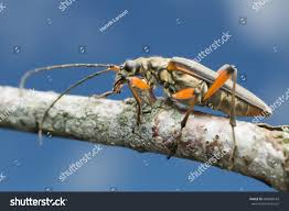 Attēlu rezultāti vaicājumam “Stenocorus meridianus”