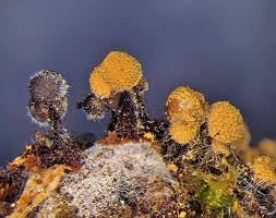 Attēlu rezultāti vaicājumam “Cribraria aurantiaca young”