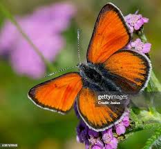 Attēlu rezultāti vaicājumam “Lycaena hippothoe male”