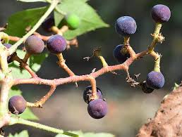Attēlu rezultāti vaicājumam “Parthenocissus quinquefolia fruit”