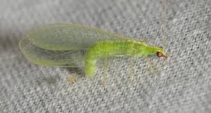 Attēlu rezultāti vaicājumam “Chrysopa eggs”