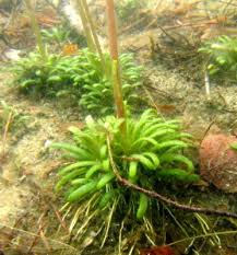 Attēlu rezultāti vaicājumam “Lobelia dortmanna”