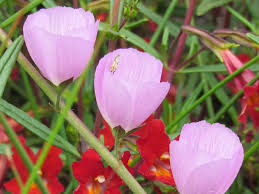 Attēlu rezultāti vaicājumam “Edwardsiana geometrica”