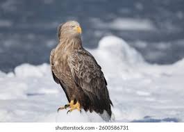 Attēlu rezultāti vaicājumam “Haliaeetus albicilla”