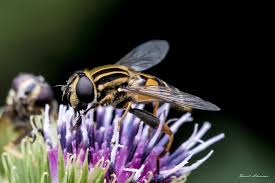 Attēlu rezultāti vaicājumam “Helophilus pendulus”